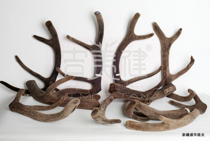 新疆昌吉華盛商貿鹿茸